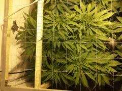 Scrog Early Skunk - Cro+56 Préflo-1 - 2