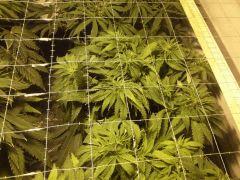 Le scrog Early Skunk - C+50 - 3