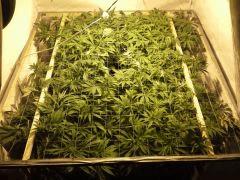 Scrog Early Skunk - Cro+56/Préflo+6 - après tricotage