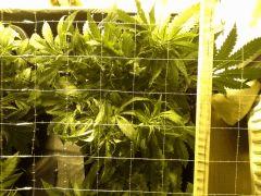 Early Skunk C+37 - 5