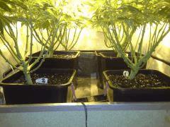 Scrog Early Skunk - F+1