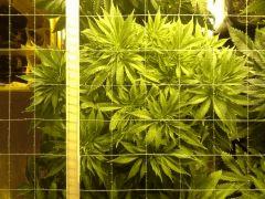 Scrog Early Skunk - C+52 - 4