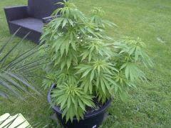 Session Outdoor Early Skunk CRO+99