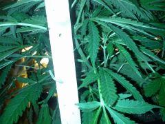 Scrog Early Skunk - C+52 - 2 - Triple foliation :-)