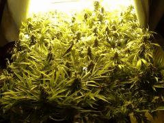 Scrog Early Skunk - CRO+56 - PréFlo+8 - FLO+67