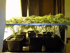 Scrog Early Skunk CRO+56 - PréFlo+8 - FLO+9