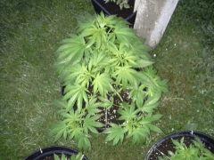 Session Out Early Skunk - Cro+49