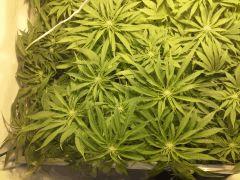 Scrog Early Skunk - CRO+56 - PréFlo+8 - FLO+12 - 2