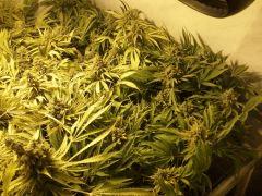 Scrog Early Skunk - CRO+56 - PréFlo+8 - FLO+73