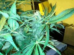 Scrog Early Skunk CRO+56 - PréFlo+8 - FLO+28 - Les buds