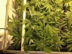 Scrog Early Skunk - F+1 - 2