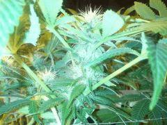 Scrog Early Skunk - CRO+56 - PréFlo+8 - FLO+16 - Des pompons