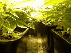 Early Skunk du Scrog C+39
