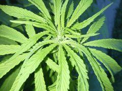 Session Outdoor - Early Skunk bout'z FLO+8