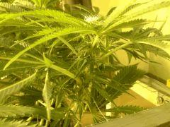 Scrog Early Skunk - CRO+56 - PréFlo+8 - FLO+16 - Des pompons