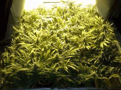 Scrog Early Skunk CRO+56 - PréFlo+8 - FLO+42