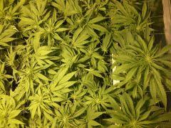 Scrog Early Skunk CRO+56 - PréFlo+8 - FLO+7 - 3