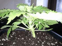 Early Skunk 11 litres - 1