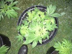 Session Out Early Skunk - Cro+49