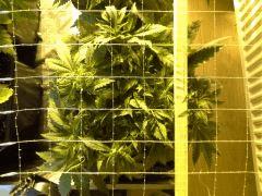Early Skunk C+37 - 1