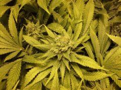 Scrog Early Skunk CRO+56 - PréFlo+8 - FLO+47