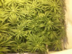 Scrog Early Skunk - CRO+56 - PréFlo+8 - FLO+12 - 1