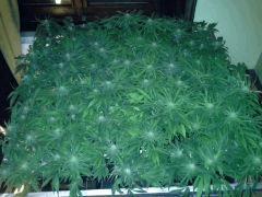 Scrog Early Skunk CRO+56 - PréFlo+8 - FLO+20