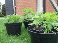 Les Early Skunk à C+53 en outdoor (et la bout'z)