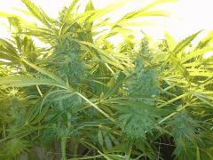 Scrog Early Skunk CRO+56- PréFlo +8 - FLO+38