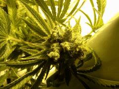 Scrog Indoor - CRO+56 - PréFlo+8 - FLO+77