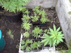 Session Outdoor - Early Skunk - les bout'z