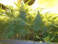 Scrog Early Skunk CRO+56 - PréFlo+8 - FLO+47