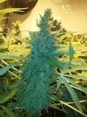 Scrog Early Skunk - CRO+56 - PréFlo+8 - FLO+73