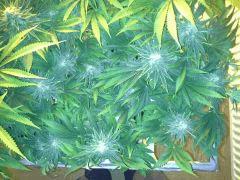 Scrog Early Skunk CRO+56 - PréFlo+8 - FLO+42