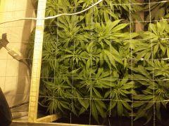 Le scrog Early Skunk - C+50 - 2