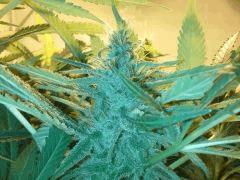 Scrog Early Skunk CRO+56- PréFlo +8 - FLO+38