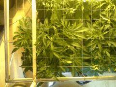 Le scrog - Early Skunk C+45 - 2