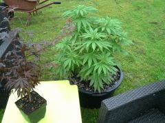 Session Outdoor Early Skunk CRO+82