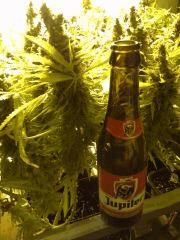 Scrog Indoor - CRO+56 - PréFlo+8 - FLO+77