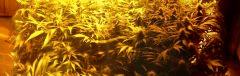 Scrog Early Skunk CRO+56 - PréFlo+8 - FLO+28 - Les buds en panoramique !