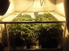 Le scrog Early Skunk - Croissance +50