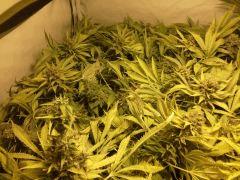 Scrog Early Skunk - CRO+56 - PréFlo+8 - FLO+73