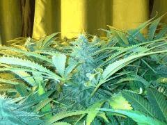 Scrog Early Skunk CRO+56 - PréFlo+8 - FLO+33