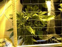 Early Skunk C+37 - 2