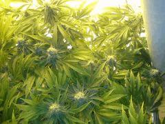 Scrog Early Skunk CRO+56 - PréFlo+8 - FLO+42