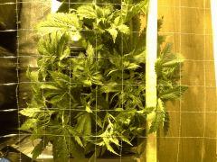 Early Skunk C+34 - 1