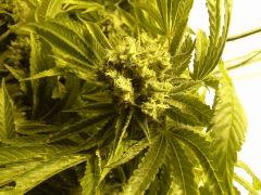 Scrog Early Skunk - CRO+56 - PréFlo+8 - FLO+67