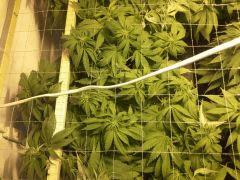 Scrog Early Skunk - F+1 - 6