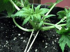 Early Skunk C+32 - session Outdoor 2013 - OUPS