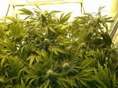 Scrog Early Skunk CRO+56 - PréFlo+8 - FLO+33